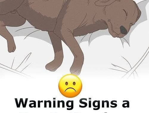 11 signs your dog is nearing the end