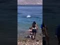 Lifeguards Sound Alarm as Shark Strikes Near Shore!