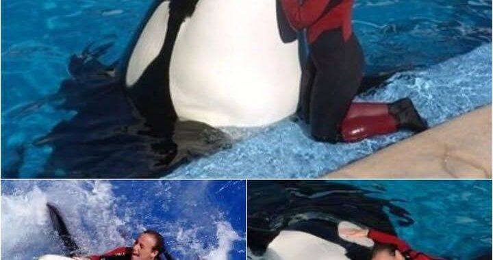 SeaWorld Horror: Orca Attacks and Kills 40-Year-Old Trainer During Live Performance