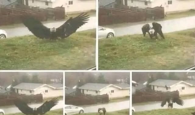 Giant Eagle captured in Bro…